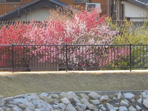 DSCN0763