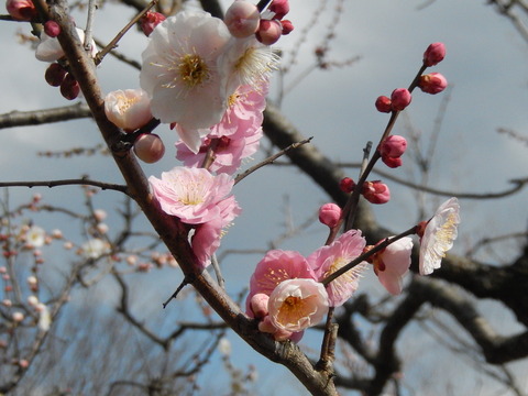 DSCN8847