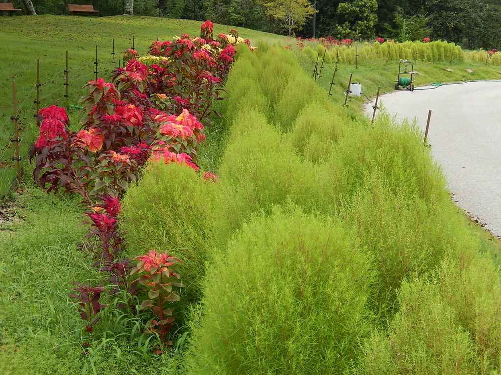 鞍ヶ池公園の四季のさとに鮮やかなハゲイトウ やつば池散歩道 豊田市 のブログ
