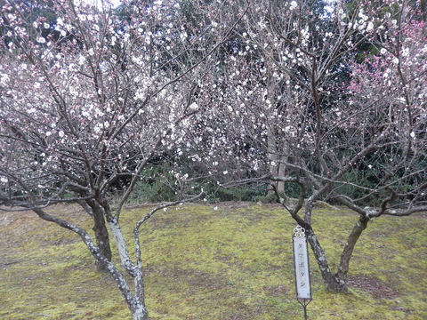 DSCN8223
