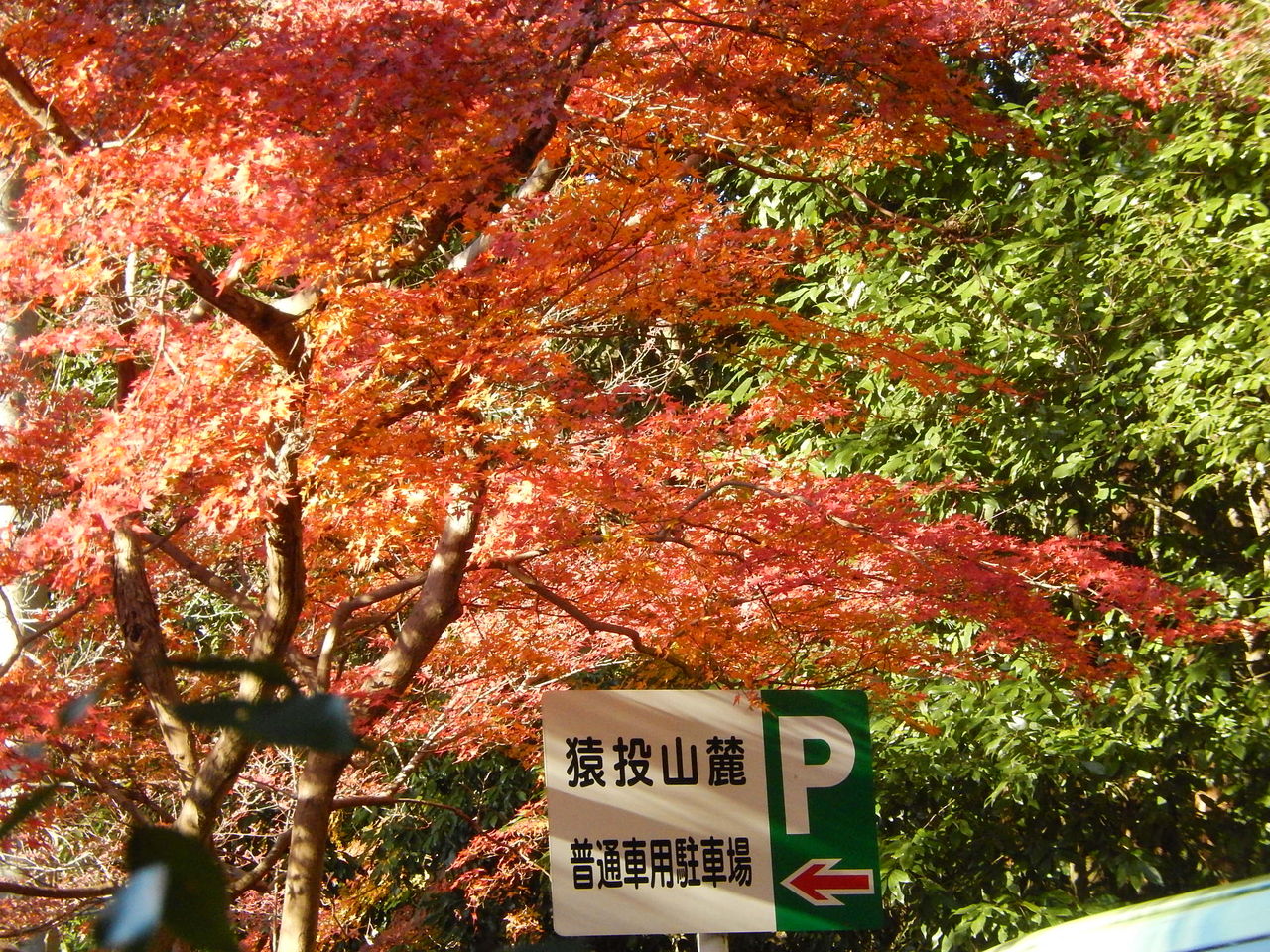 猿投神社紅葉林のもみじが見頃です 14 11 27 やつば池散歩道 豊田市 のブログ 猿投神社紅葉林のもみじが見頃です 14 11 27 やつば池散歩道 豊田市 のブログ