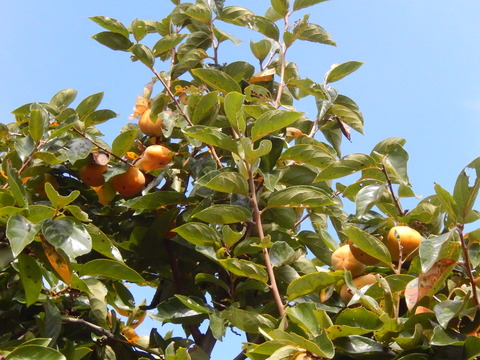 DSCN7502