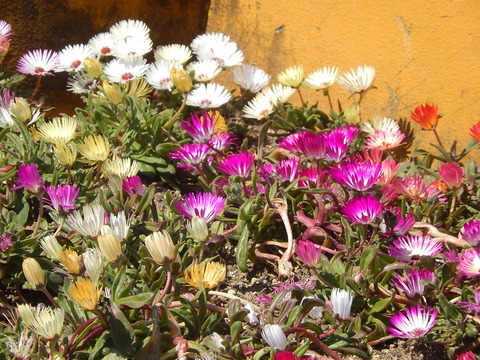 DSCN2225