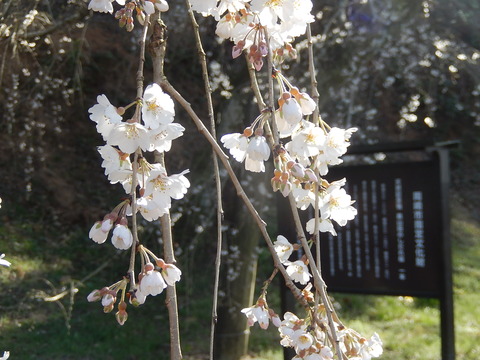 DSCN9657