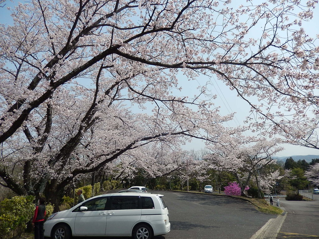 豊田市古瀬間御嶽神社のツツジが見頃に! 2019.4.7 : やつば池散歩道