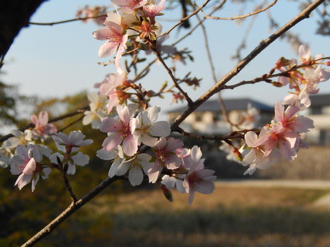 DSCN8563