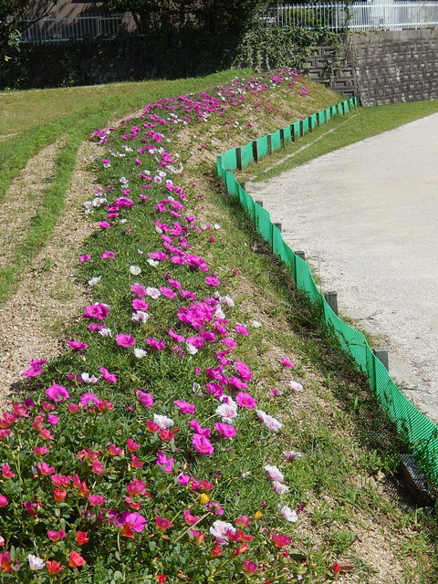 DSCN6058