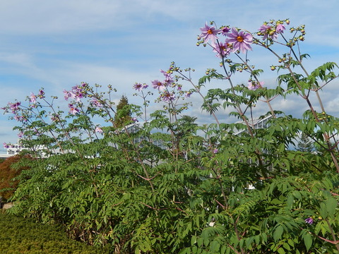 DSCN8461
