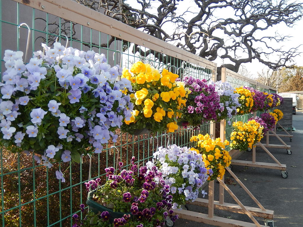 2月下旬の西山公園に咲く花 18 2 22 やつば池散歩道 豊田市 のブログ