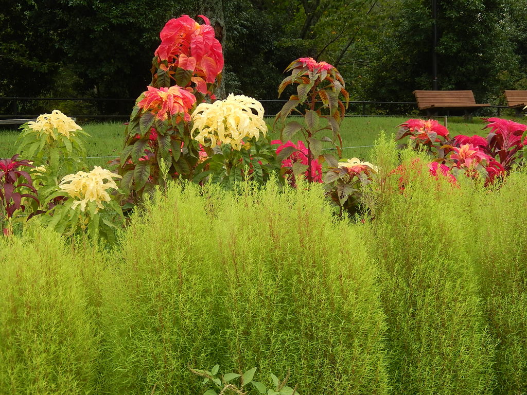 鞍ヶ池公園の四季のさとに鮮やかなハゲイトウ やつば池散歩道 豊田市 のブログ
