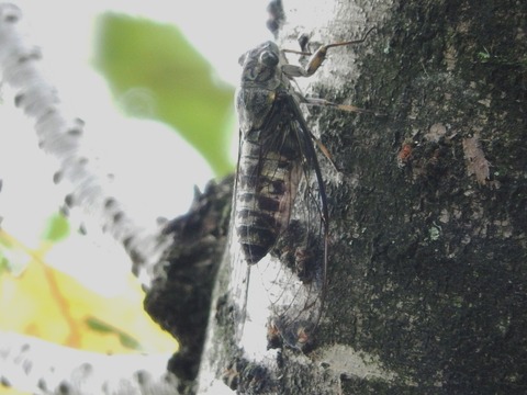 DSCN5767
