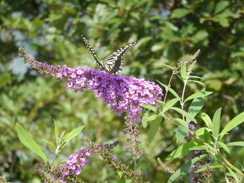 DSCN5733