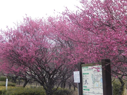 DSCN8205