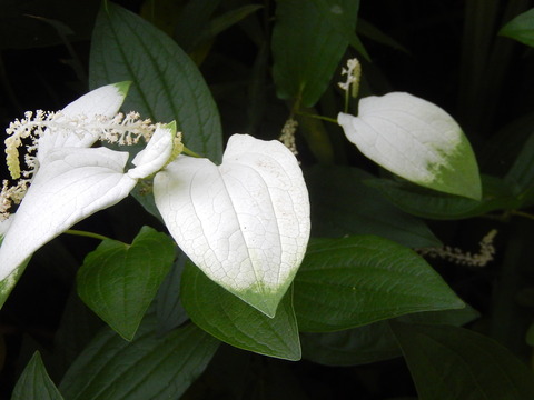 DSCN3732