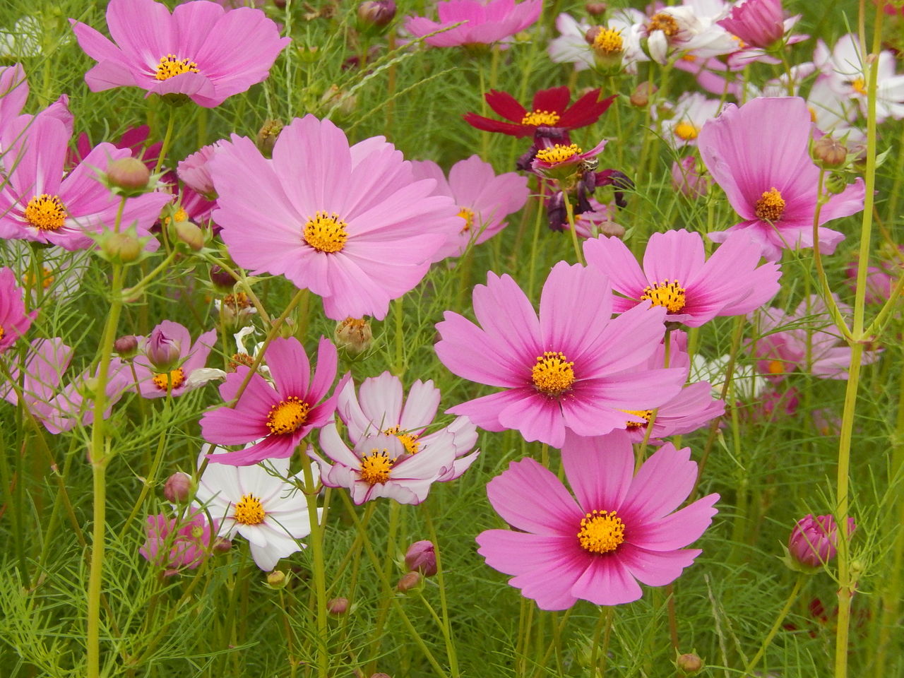 豊田市千足町の黄花コスモス 14 10 4 やつば池散歩道 豊田市 のブログ