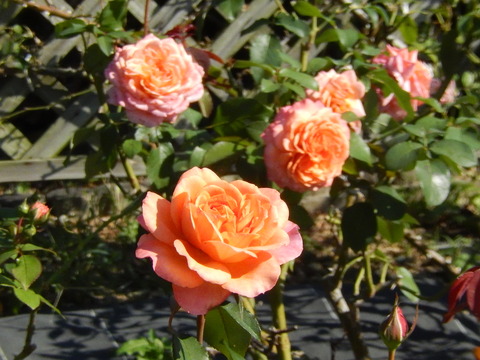 DSCN7892