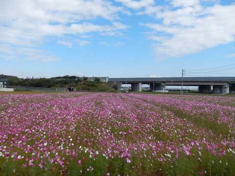 DSCN8749