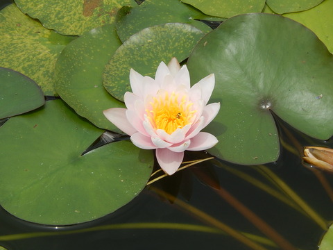 DSCN4115