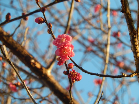 DSCN9810
