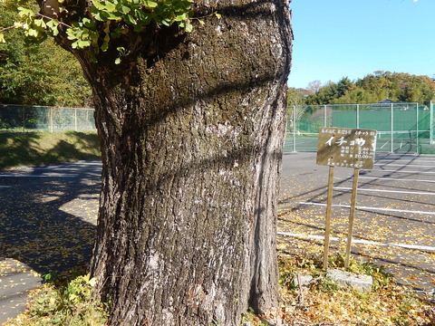 DSCN8029