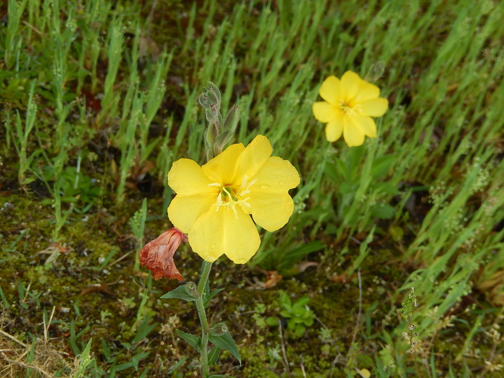 やつば池散歩道に咲くマツヨイグサ やつば池散歩道 豊田市 のブログ
