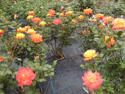 DSCN3583