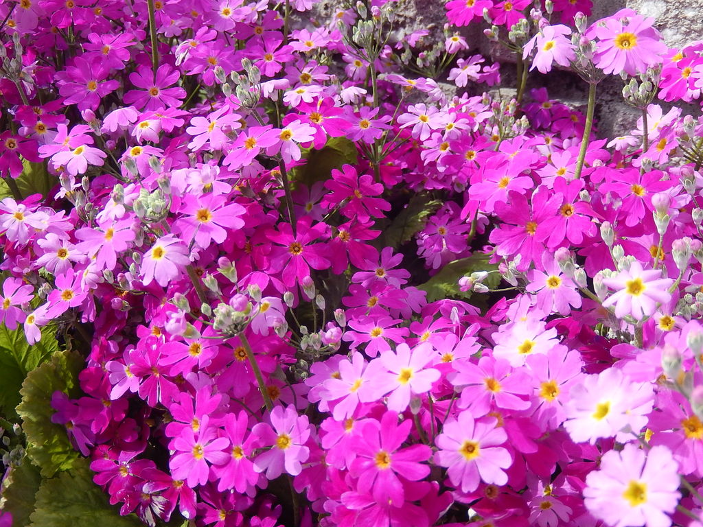 彼岸の入りの日に咲く我が家の花たち やつば池散歩道 豊田市 のブログ