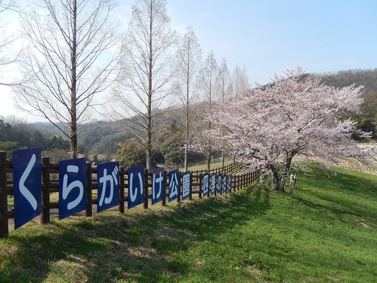 豊田市の桜の名所鞍ヶ池公園で花見 15 3 31 やつば池散歩道 豊田市 のブログ