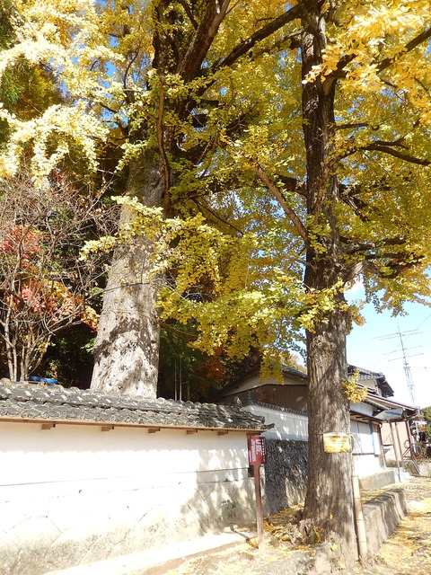 DSCN8234
