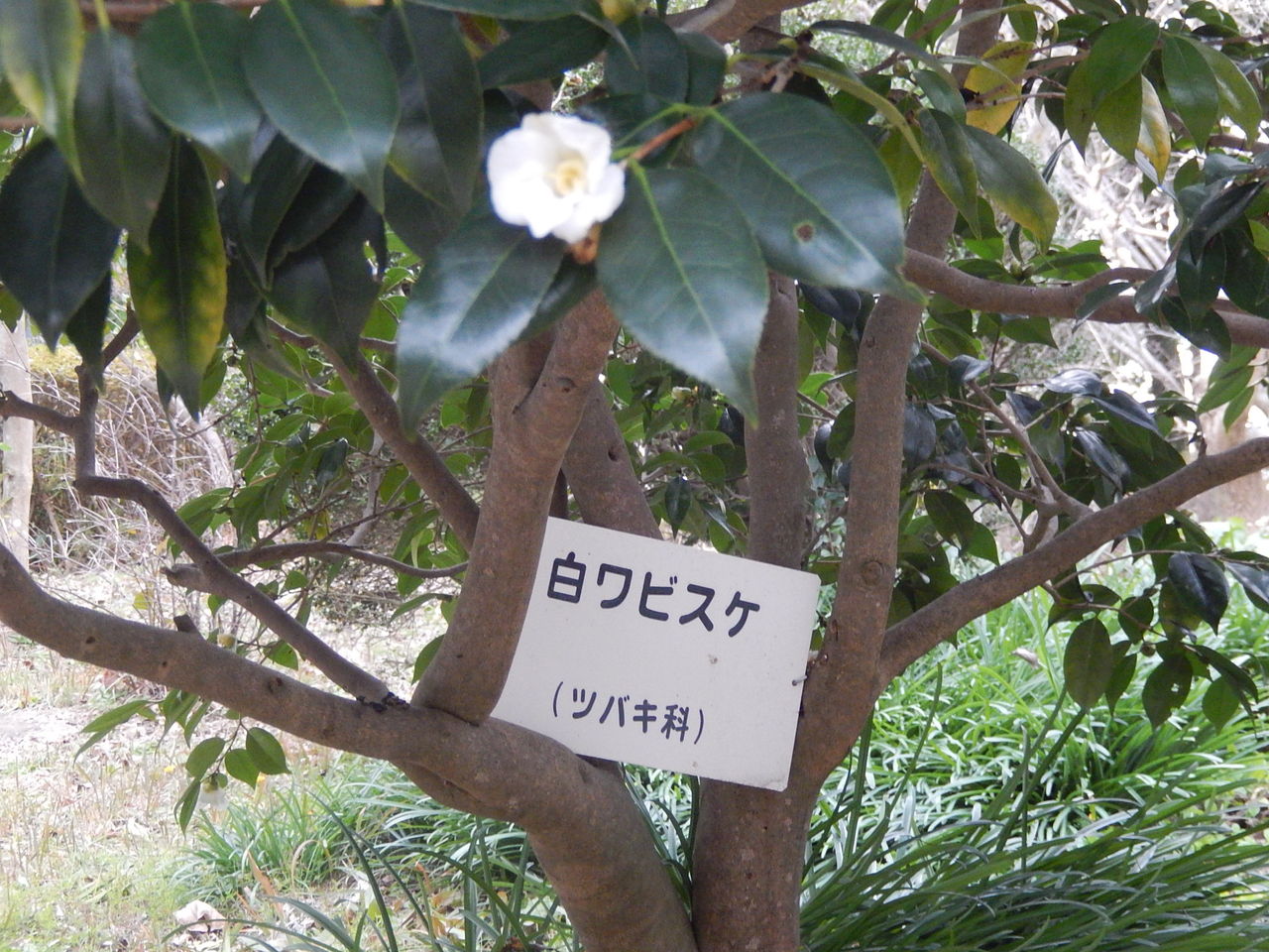 西山公園に咲くワビスケ やつば池散歩道 豊田市 のブログ