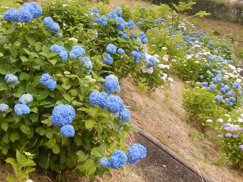 DSCN4330