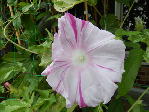 DSCN4734