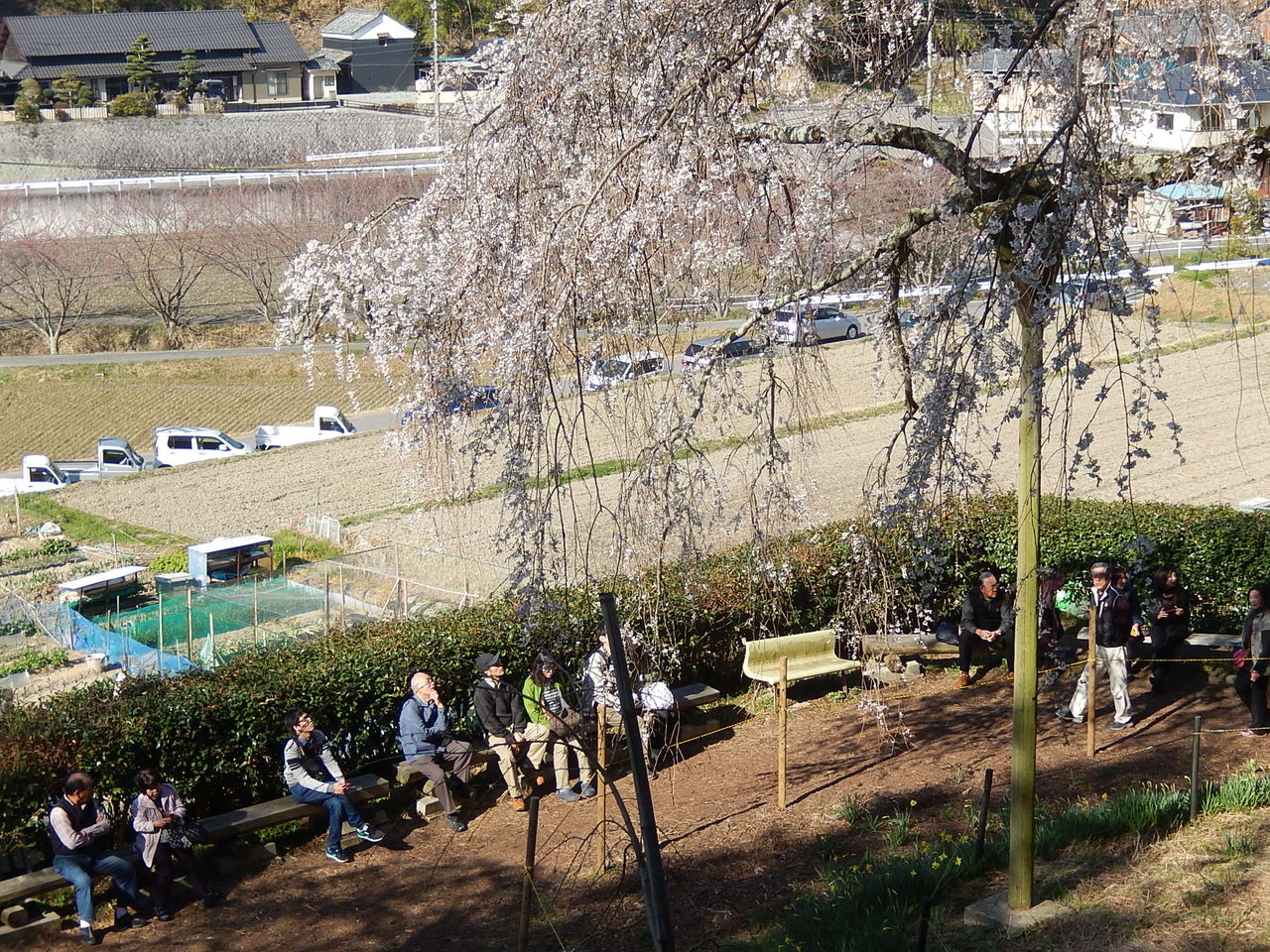 岡崎市 奥山田のしだれ桜が満開 15 3 27 やつば池散歩道 豊田市 のブログ