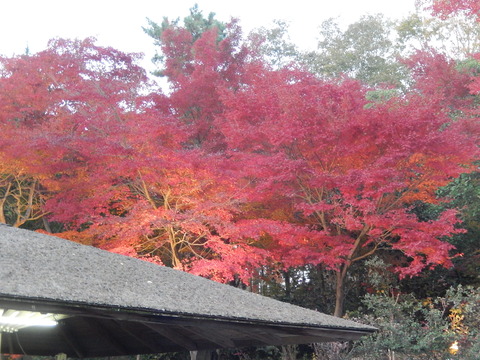 DSCN9149