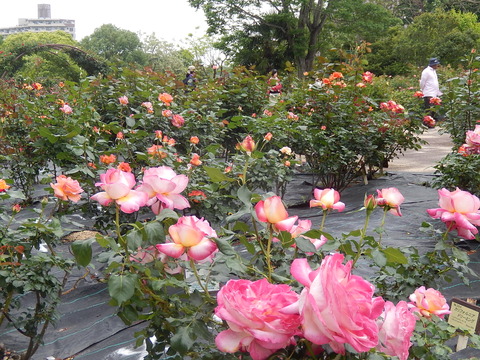 DSCN3572