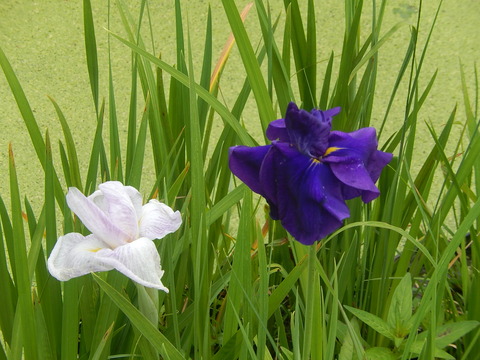 DSCN4342