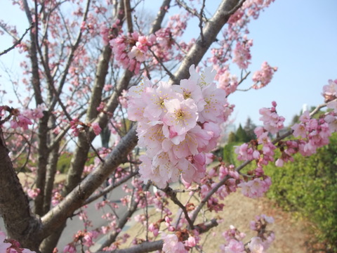 DSCF0005