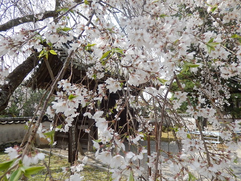 DSCN2262