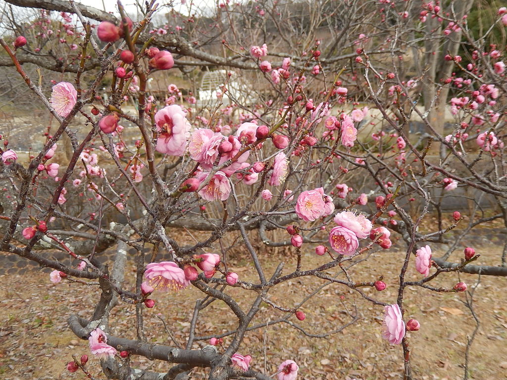 西山公園の梅園で早咲き品種が咲き始め 19 1 25 やつば池散歩道 豊田市 のブログ