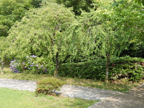 DSCN3376