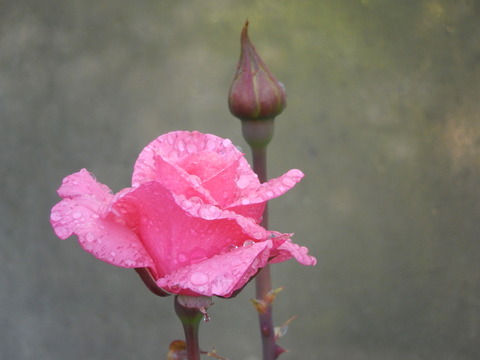 DSCN1823