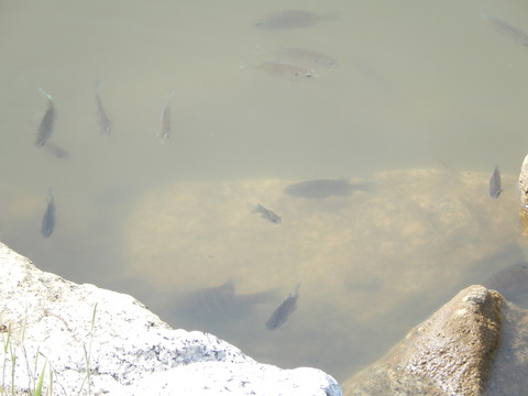 DSCN3335
