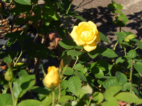 DSCN6786