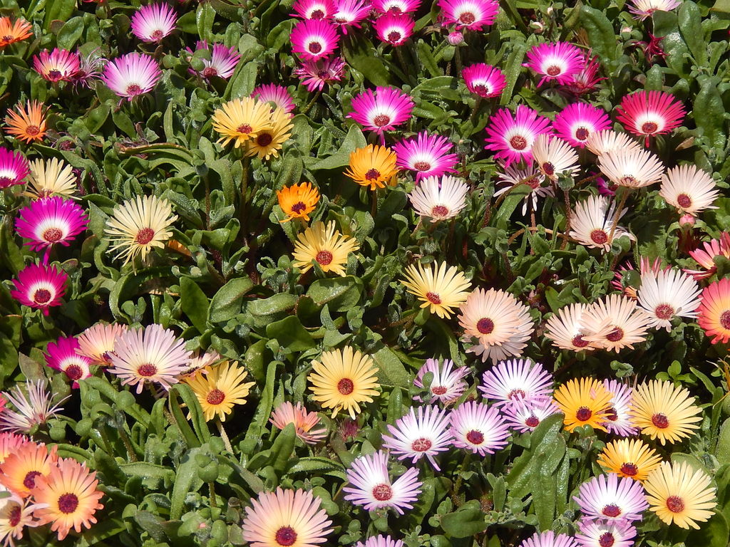 西山公園の花時計でリビングストンデージーが見頃です やつば池散歩道 豊田市 のブログ 西山公園の花時計でリビングストンデージーが見頃です やつば池散歩道 豊田市 のブログ