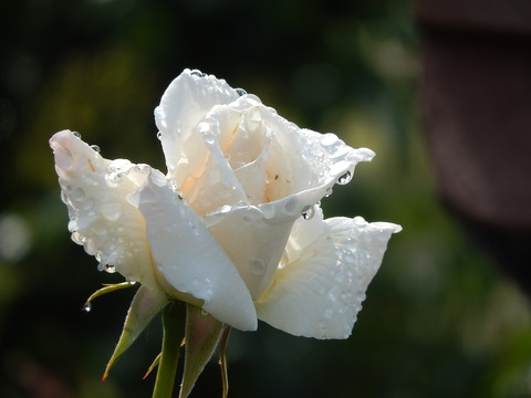 DSCN1822