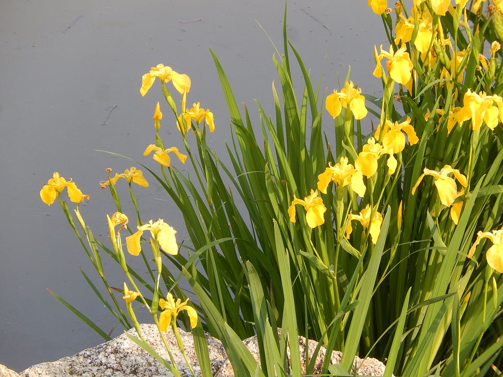 やつば池の水辺に咲くキショウブ やつば池散歩道 豊田市 のブログ