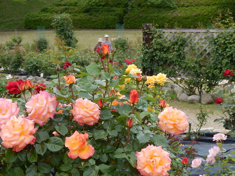 DSCN1634