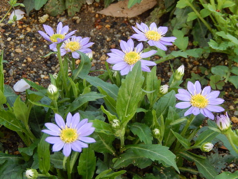 DSCN8117