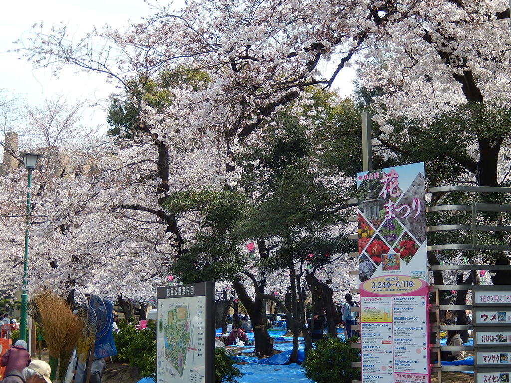 にほん桜の名所100選 名古屋市の鶴舞公園 やつば池散歩道 豊田市 のブログ