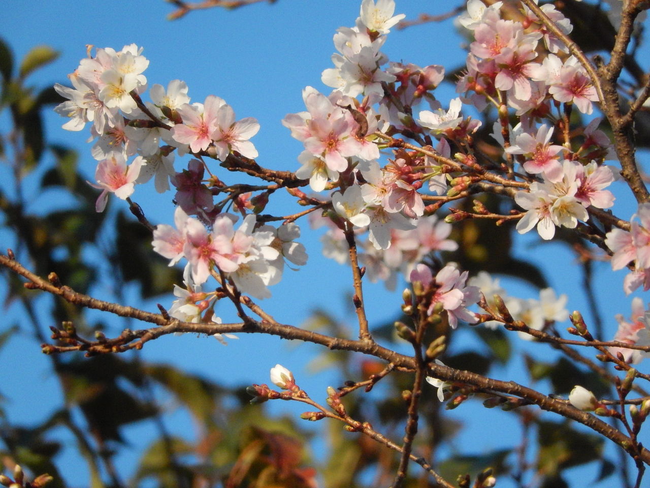 やつば池散歩道の四季桜が三分咲き やつば池散歩道 豊田市 のブログ
